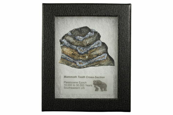 Mammoth Molar Slice With Case - South Carolina #349965